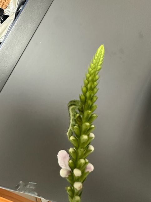 이 애벌레의 종류와 나비인지 나방인지 알려주실분의 2번 째 이미지