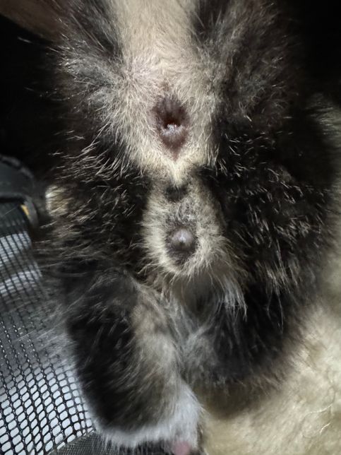 새끼 고양이 성별 가능하신 분 계실까요ㅠ의 0번 째 이미지