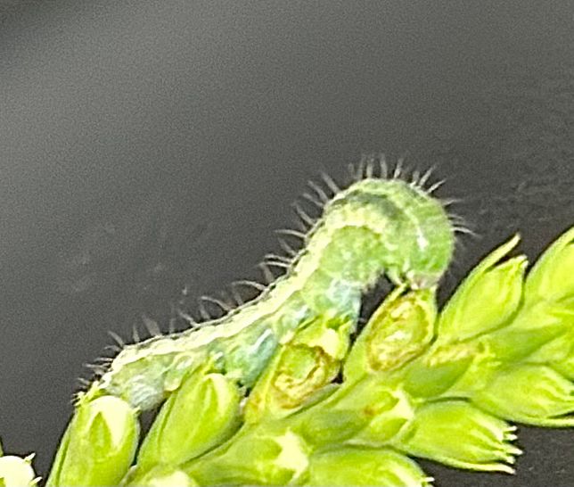 이 애벌레의 종류와 나비인지 나방인지 알려주실분의 0번 째 이미지