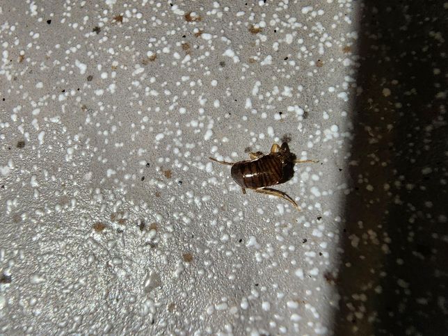 이 벌레 뭘까요? 아침에 갑자기 나왔어요의 2번 째 이미지