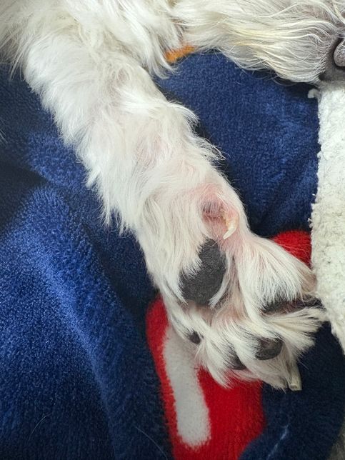 강아지 발바닥 색깔이 변한 것 같아요!의 0번 째 이미지