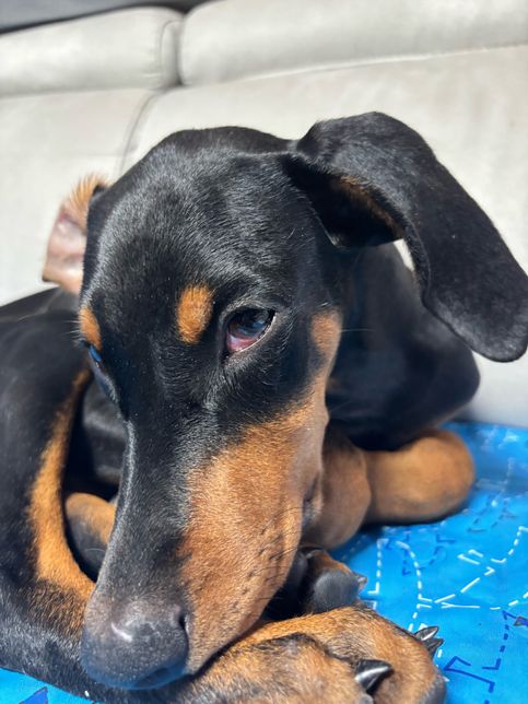 도베르만 눈 좀 봐주세요 이상해졌어요의 0번 째 이미지