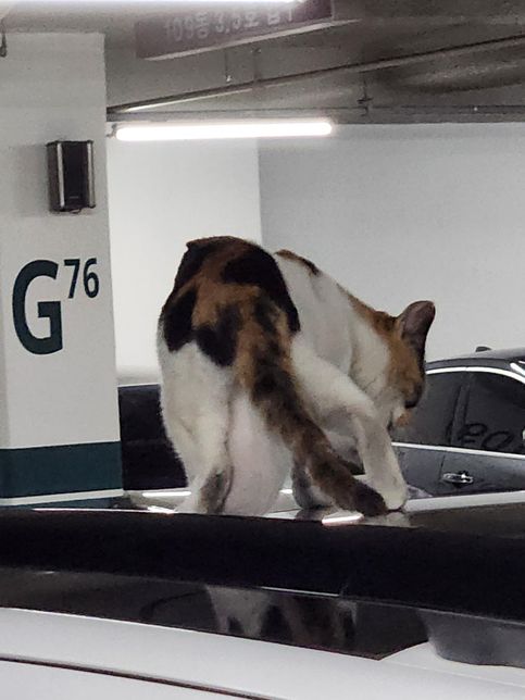 길고양이 배가 내려 앉았는데 이거 왜그런가요의 0번 째 이미지