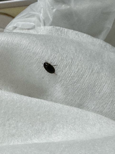 안녕하세요 혹시 이게 무슨 벌레일까요?의 0번 째 이미지