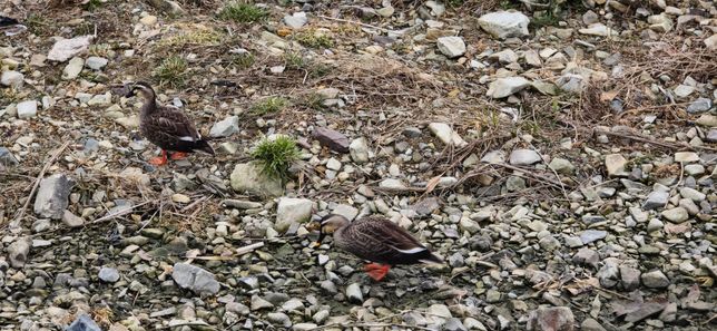 흰뺨검둥오리 암수 구분 방법을 알려주세요.의 0번 째 이미지