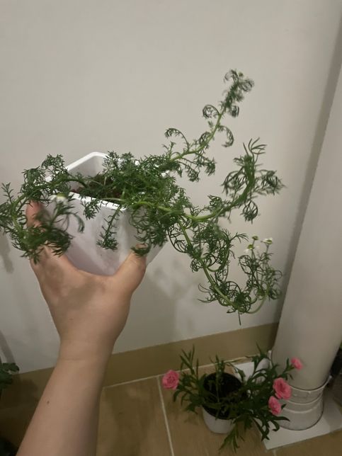 캐모마일 줄기만 길게 자라는데 어떡하나요?의 0번 째 이미지