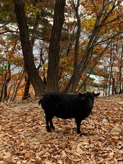 야생에 도망가서 문제를 일으키는 유기흑염소를 막아낼 대책은 없을까요?의 0번 째 이미지