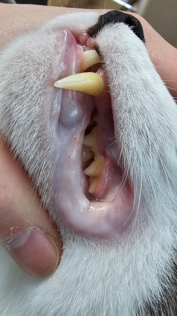 고양이 치아건강과 스케일링 필요 여부 궁금합니다의 1번 째 이미지