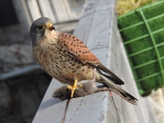 요즘은 왜 맹금류들이 도시에서도 시궁쥐와 비둘기를 사냥해요?의 0번 째 이미지