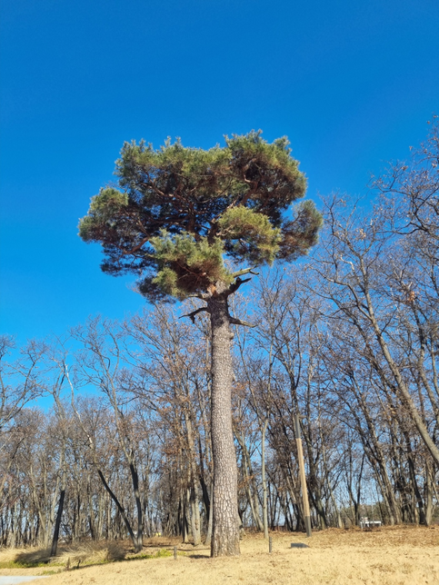 사진속의 나무는 소나무같은데, 보통 소나무와는 완전 다르네요. 혹시 외래종인가요? 아니면 이름은요?의 0번 째 이미지