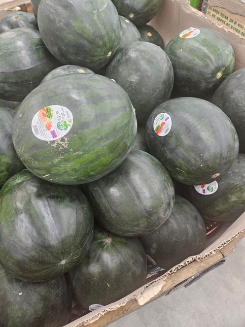 검정색 수박은 품종이 다른건가요??의 0번 째 이미지