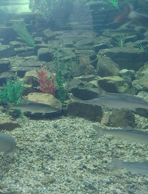 요즘은 왜 전국 하천에 은어들이 많이 늘어나게 되었나요?의 0번 째 이미지