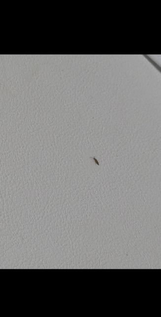 이거 바퀴벌레인가요?무슨벌레인가요?의 0번 째 이미지