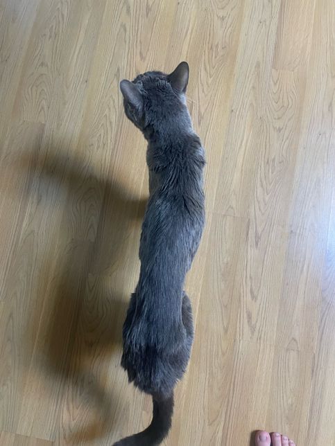 고양이가 살이 많이 빠져서 아픈지 걱정이되요의 0번 째 이미지