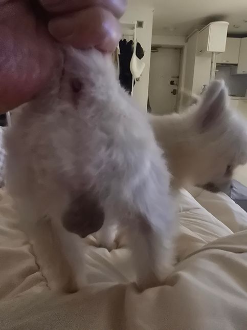 9개월 암컷강아지 1.2키로 포메 생식기가 커진후 오줌실수 두달전부터 생식기도 자주핢고 최근에 오줌을 여기저기 찔끔찔끔지리고 다녀요 중성화는 애가작아서 체중더 증량중입니다의 0번 째 이미지