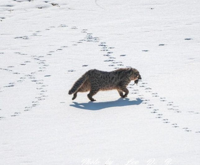 삵은 왜 봄과 여름보다 가을과 겨울에 식물들이 마르는 시기에 활발하게 더 많은 장소에서 사냥을 하나요?의 3번 째 이미지
