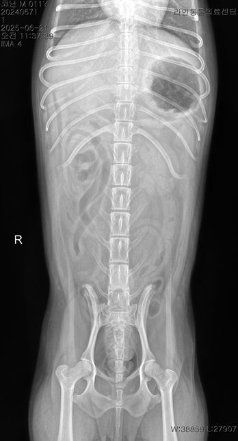 오늘 아침부터 애가 갑자기 강아지 혀가 파래지고 복부가 엄청 단단해지고 똥을 싸고 (정상변) 과호흡이 온 경우는 무슨 경우인가요? 애가 안절부절의 1번 째 이미지