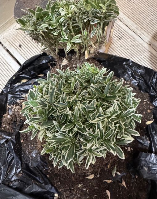 식물 이름이 무엇인지 알려주실 분 있나요?의 0번 째 이미지