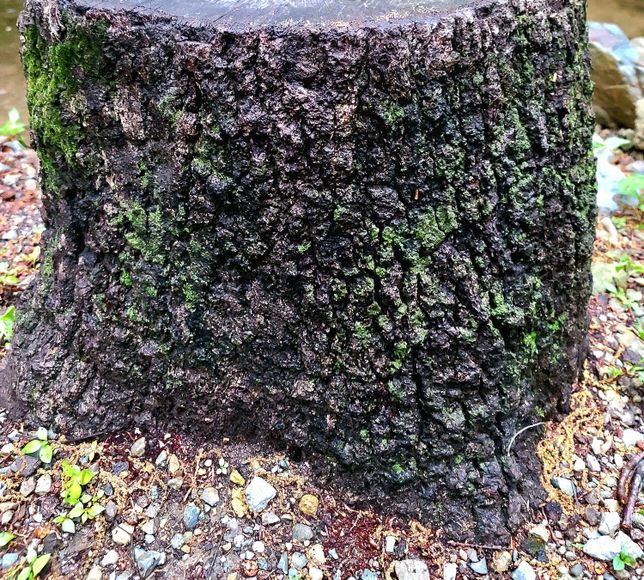 이거 무슨 나무인가요???????의 0번 째 이미지