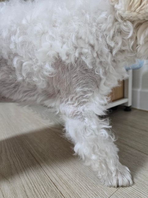 강아지 물혹?인지 주사부작용인지 궁금해요의 2번 째 이미지