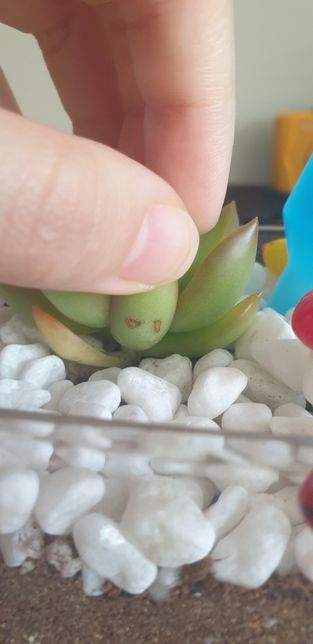다육식물에 상처? 얼룩? 같은 것이 생겼어요.의 0번 째 이미지