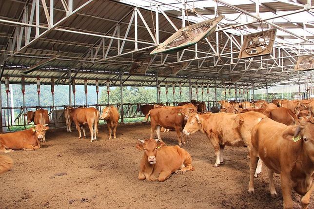 개와 말, 소 뿐만 아니라 돼지도 사람을 공격할 수 있는 무서운 가축인가요?의 2번 째 이미지
