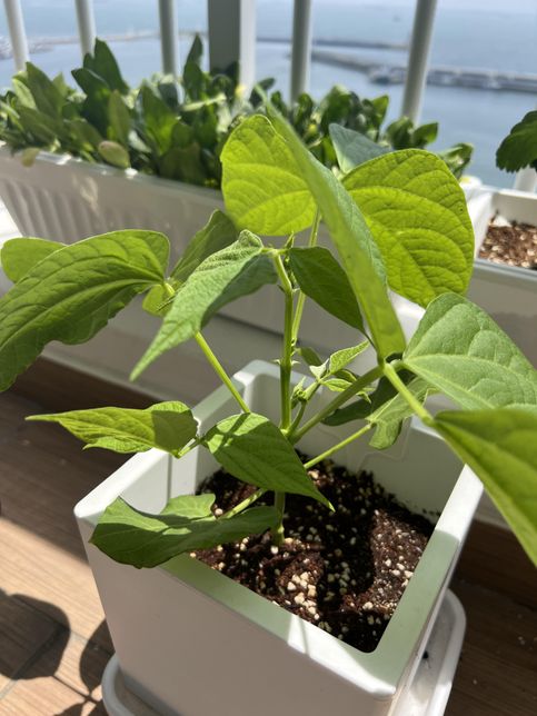 강낭콩 순치기 하는 법 알려주세요!!의 0번 째 이미지