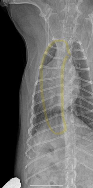 강아지 엑스레이 흉골 휘었다는데요.의 0번 째 이미지