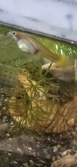 구피 변비 인가요? 아니면 임신? 근데 항문에 저거 사료 색이랑 똑같은데 변비가 맞는 건가요?의 0번 째 이미지