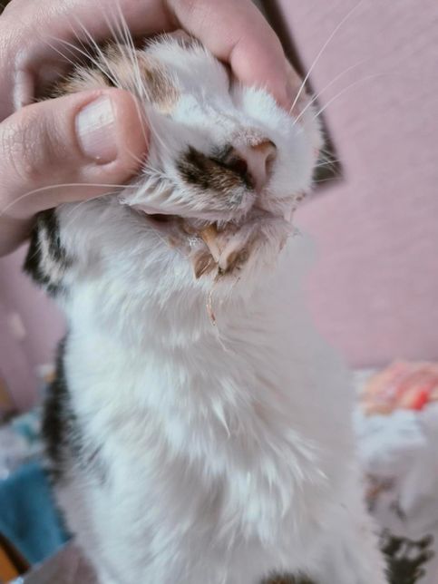 18세 노령묘가 자꾸 입에 가래나 거품같은것이 끼는데 어떻게 해야 할까요?의 0번 째 이미지