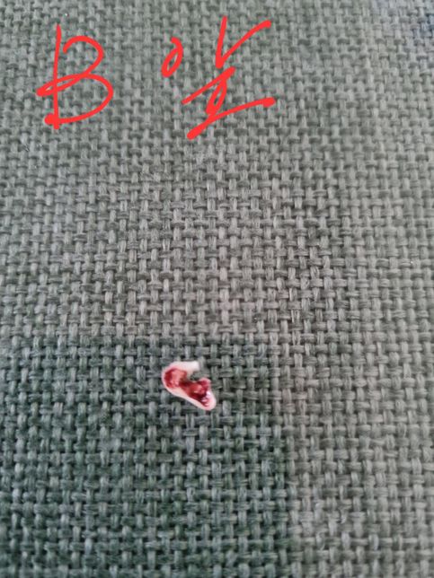 말티푸 6개월좀 지났어요.강아지유치인지 아닌지의 2번 째 이미지