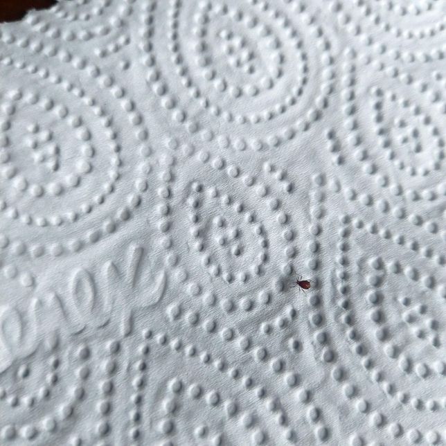 이상한벌레들 이름좀알려주세요ㆍㆍ의 0번 째 이미지