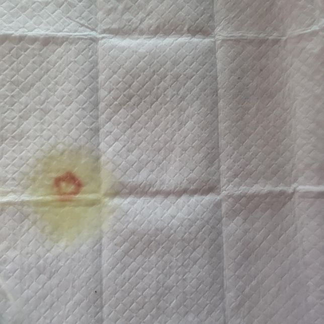 5개월 10일 리트리버 첫생리가능한가요?의 0번 째 이미지