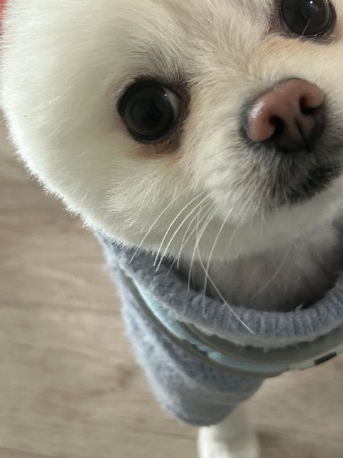 강아지 수염 쳐짐에 대해서 궁금합니다의 0번 째 이미지