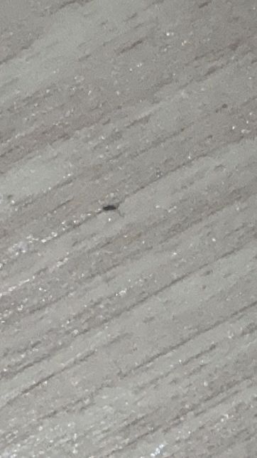 이 벌레 이름이 뭔가요? 아주아주 작은 벌레입니다의 1번 째 이미지