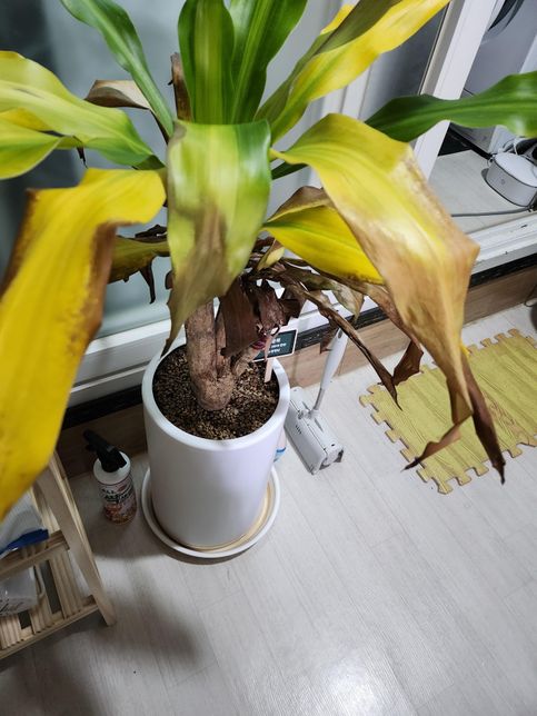 식물이 시들한데 어디가 아픈걸까요?의 2번 째 이미지