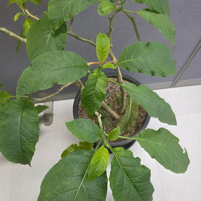 물을 줬는데 도대체 잎이 왜 자꾸 떨어지죠?의 0번 째 이미지