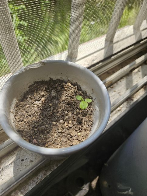 이게 로즈마리 싹이 맞는지 알 수 있을까요?의 0번 째 이미지