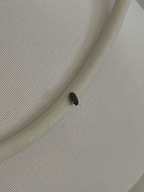 휴대폰 충전선에 위에 있는 벌레 (작음 초파리 보단 크고 ) 이거 무슨 벌레에요?의 2번 째 이미지