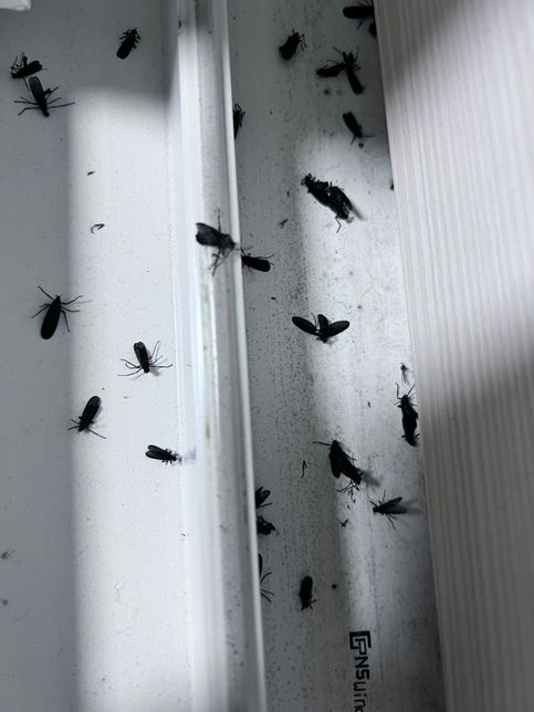 이 벌레 예방법과 퇴치법을 알려주세요?의 0번 째 이미지