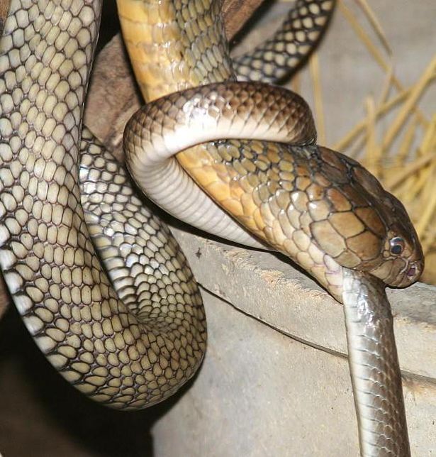 킹코브라는 왜 다른 뱀을 주식으로 즐겨먹어요?의 0번 째 이미지