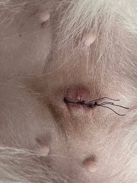 8살 여자 스피츠 강아지 중성화 수술 후 수술부위 주변 부어올랐는데 큰 병인가요 ?의 0번 째 이미지