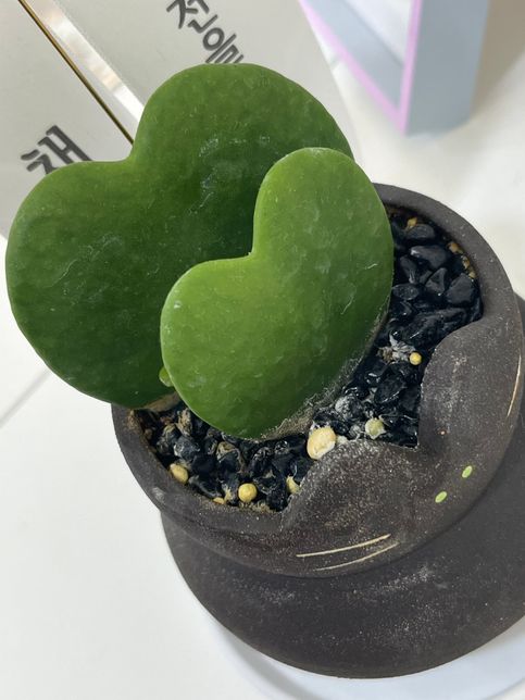 하트호야 번식이 맞나요 어떻게 해줘야할까요의 0번 째 이미지