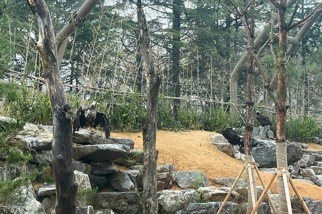 전북 전주<mark>동물</mark>원 천연기념물 보존관과 경북 영양 멸종위기종복원센터에서 맹금류들을 활공훈련 시킨다면 살아있는 <mark>동물</mark>로 사냥본능을 기르게 할 수도 있나요?의 0번 째 이미지
