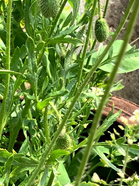 이거 마약 양귀비는 아니겠죠????의 3번 째 이미지