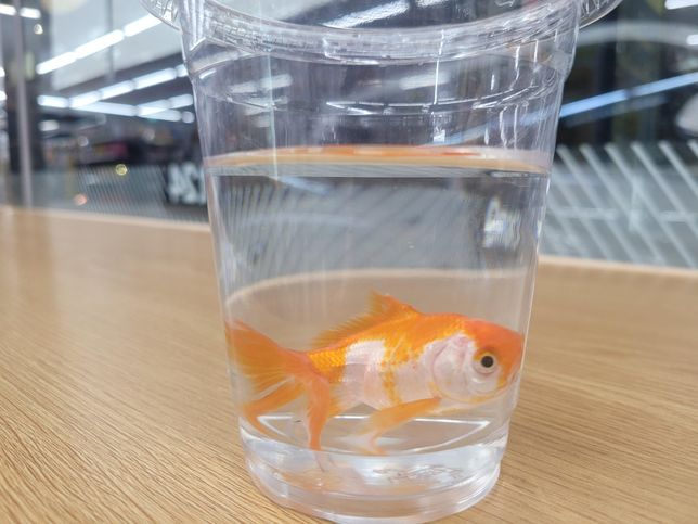 어항 실리콘에 곰팡이같은거 락스로 제거해도 될까요?의 2번 째 이미지