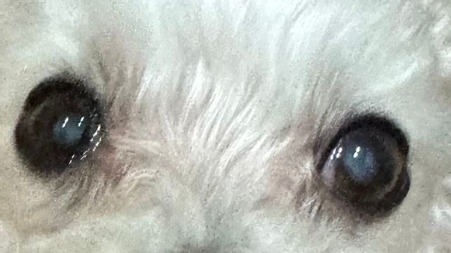 강아지 눈 건강에 대해 궁금해서 도와주세요의 0번 째 이미지