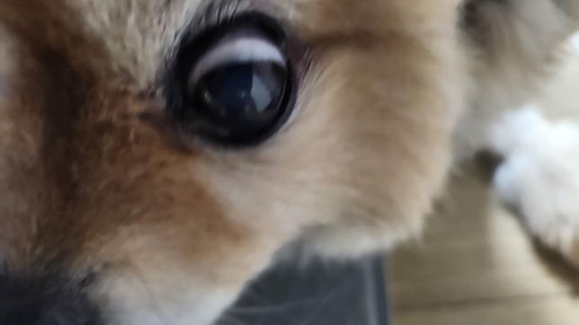 강아지 눈흰자 색이 약간 붉은?것 같아 질문드려요의 1번 째 이미지