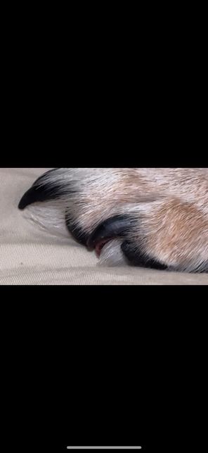 강아지 발톱 혈관이 튀어나올수 있나요?의 0번 째 이미지