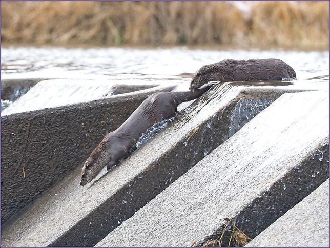 수달은 왜 추운 겨울에 물로 들어가도 차가운 기온을 못 느낄까요?의 2번 째 이미지